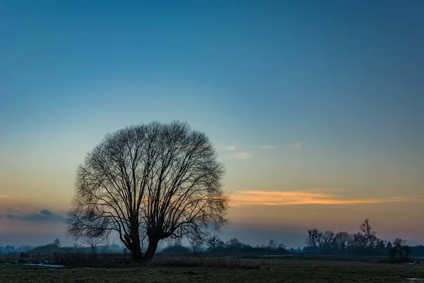Gün batımından sonra yaprakları olmadan Yalnız büyük ağaç — Stok fotoğraf