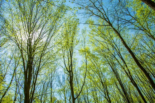 O sol sobre árvores de primavera — Fotografia de Stock