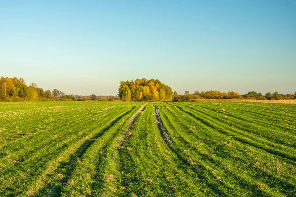 Verde gran campo, horizonte y árboles de otoño —  Fotos de Stock