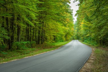 Asfalt yol yeşil orman yoluyla