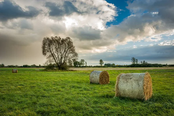 Bales of hay on a green meadow and tree without leaves — Stock Photo, Image