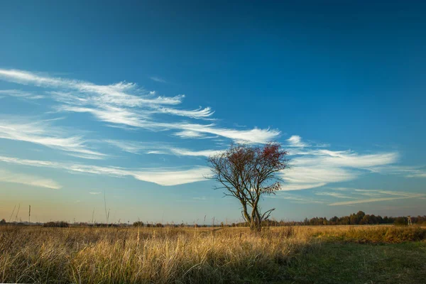 Mavi gökyüzünde beyaz bulutlar ve çayırdaki ağaç — Stok fotoğraf