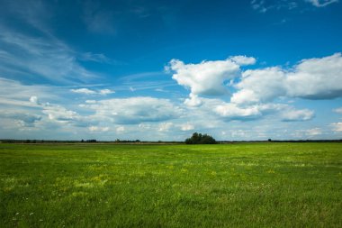 Yeşil çayır, ufuk ve gökyüzündeki beyaz bulutlar