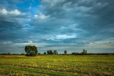 Yeşil tarla, gökyüzünde güzel bulutlar