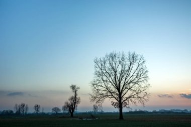 Yapraksız büyük bir ağaç, akşam gökyüzü