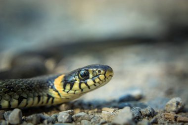 Natrix natrix yılanı taşlı zeminde, gözleri yakın çekim