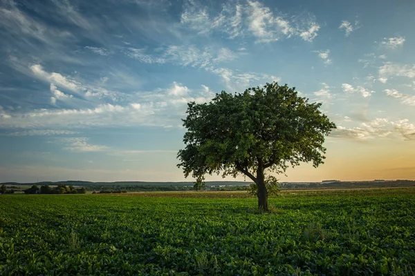 Árbol grande solitario creciendo en un campo de remolacha — Foto de Stock