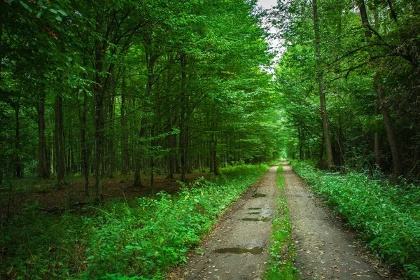 Smuts väg med pölar i en grön skog — Stockfoto