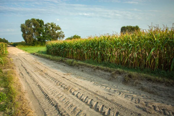 Rastros de ruedas en un camino arenoso y campo de maíz — Foto de Stock