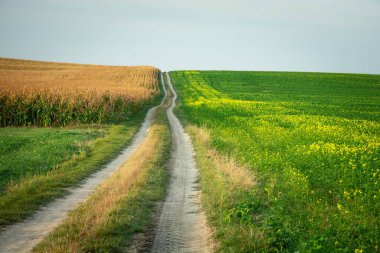 Uzun toprak yol yukarı, kolza tohumu ve mısır tarlaları, kırsal yaz manzarası