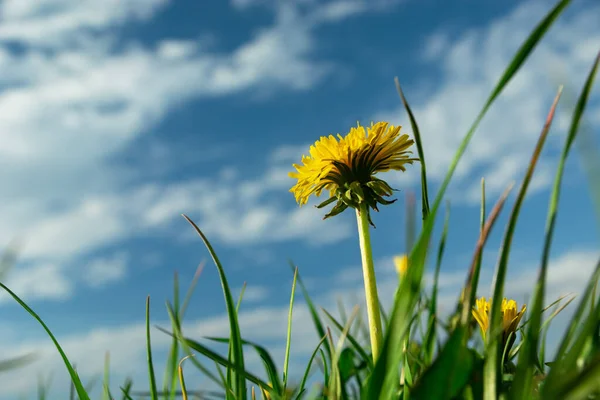 Gul Maskros Blomma Grönt Gräs Vita Moln Blå Himmel Solig — Stockfoto