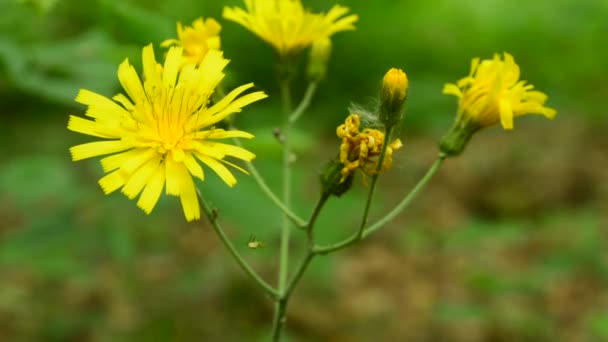 Wall Hawkweed Yellow Flowers Gentle Breeze Green Forest Background — Stock Video