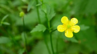 Yeşil ormandaki sarı şakayığa yakın çekim ve yaz günü kuş şakıması.