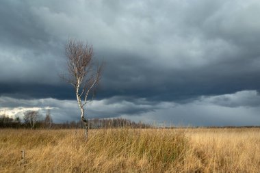 Kuru çimenlerde büyüyen tek bir huş ağacı, gökyüzünde fırtına bulutları