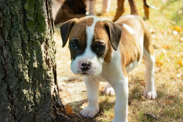 Güneşli bir günde, bir ağacın yanında duran küçük bir boksör köpeği.