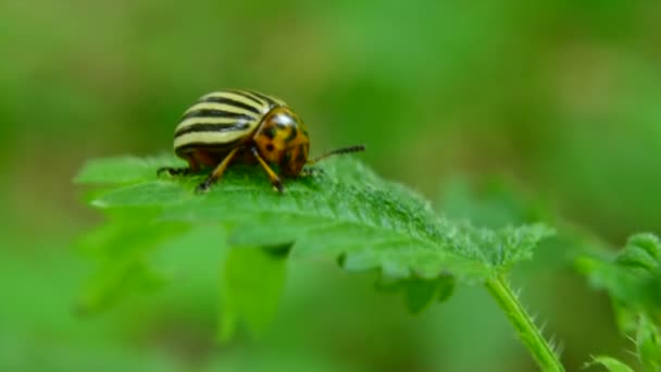 科罗拉多马铃薯甲虫栖息在绿叶上 轻风飘扬 鸟儿歌唱 — 图库视频影像