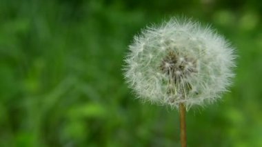 Yumuşak beyaz karahindiba, rüzgar ve kuş sesleri, yaz günü yakın çekim.