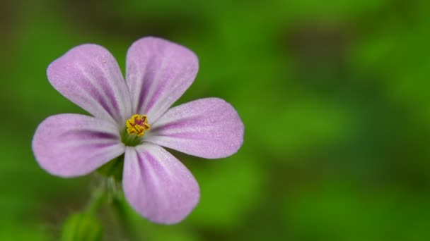 Close Pink Flower Herb Robert Sounds Wind Birds Sunny Summer — Stock Video