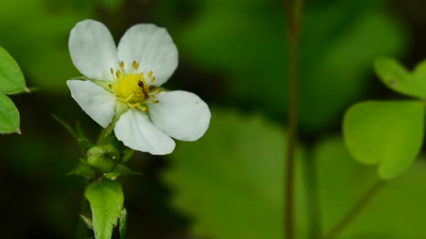 Ants White Flower Anemone Birds Singing Breeze — Stock Video