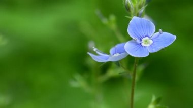 Bireye Speedwell çiçekleri rüzgârda sallanıyor, kuşların ve böceklerin sesleri, yaz günü kapanıyor.