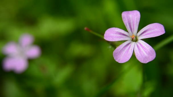 Nahaufnahme Der Rosa Blume Herb Robert Die Geräusche Von Wind — Stockvideo