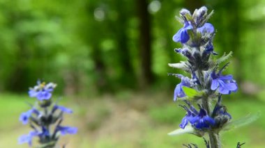 Mavi borazanlar rüzgarda sallanıyor, kuşların ve böceklerin sesleri, yaz manzarası
