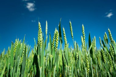 Mavi gökyüzüne karşı yeşil buğday kulakları, güneşli yaz günü