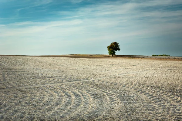 Dry plowed field land, tree on the horizon and white clouds on the sky, view after the harvest