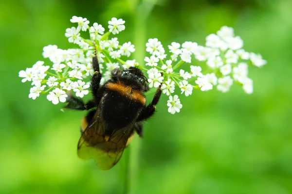 Pszczoła Siedzi Białych Kwiatach Letni Widok — Zdjęcie stockowe