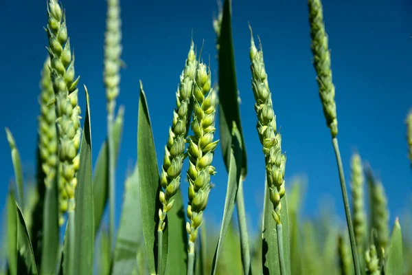 Зеленые Колосья Пшеницы Голубом Фоне Неба — стоковое фото