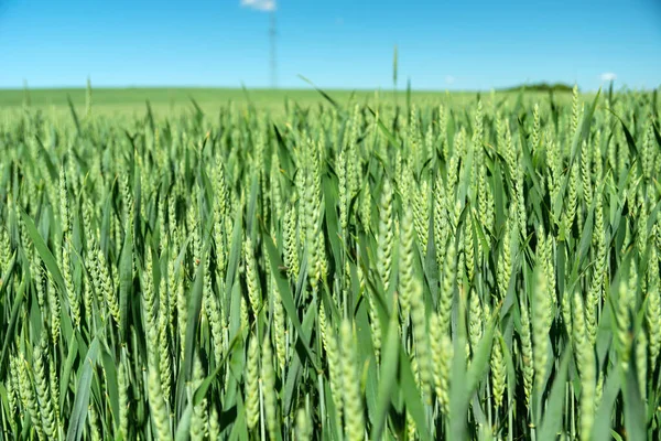 Зеленое Пшеничное Поле Голубое Небо Летний Вид — стоковое фото