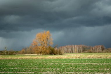 Orman ve tarla üzerinde kara yağmurlu bulut, bahar manzarası