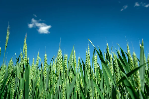 Хорошие Урожаи Зеленой Пшеницы Голубого Неба Вид Солнечный День — стоковое фото