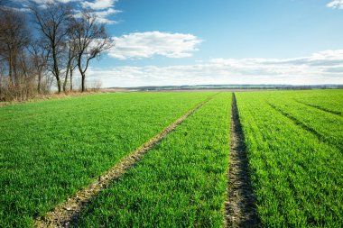 Yeşil taze tahıl, mavi gökyüzünde ağaçlar ve bulutlar, doğu Polonya 'da güneşli bahar
