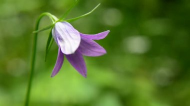 Yeşil arka planda tek bir çiçek çanı üzerine yakın plan, yaz günü manzara