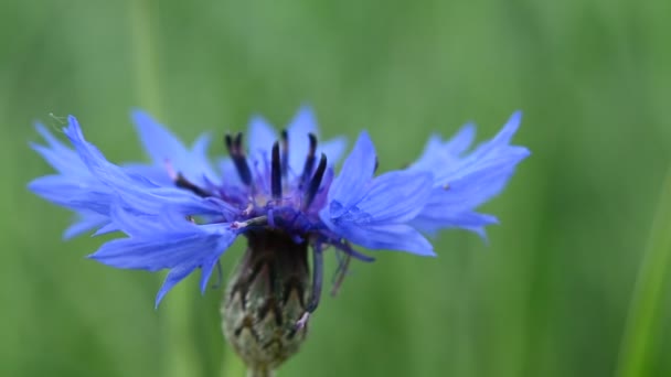 Mavi Çiçek Yakın Planda Yağmurdan Sonra Manzara — Stok video