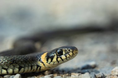 Yılan yere yakın çekim, bahar günü manzara.
