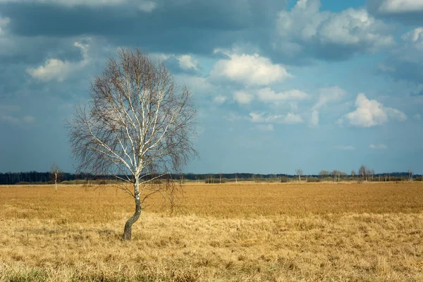 Blattlose Birken Und Gelbe Gräser Bewölkter Frühlingstag — Stockfoto