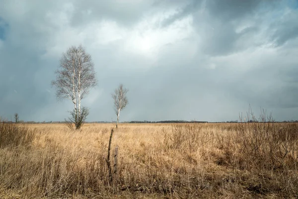 Birken Ohne Blätter Und Trockenes Gras Bewölkter Himmel — Stockfoto