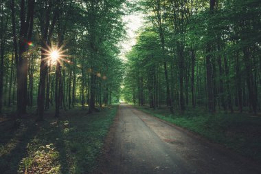 Yeşil karanlık ormanda güneş ve toprak yol, güneşli bahar manzarası