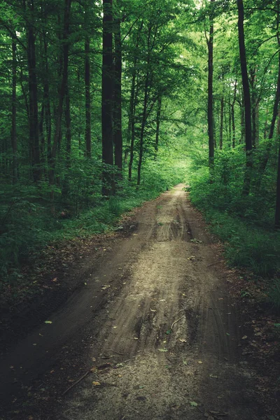 Droga Polna Przez Zielony Ciemny Las Widok Letni Dzień — Zdjęcie stockowe