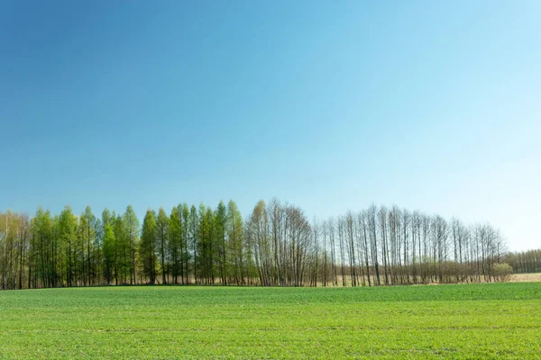 Groene Veldstrook Boomgrens Wolkenloze Blauwe Lucht Voorjaarszicht — Stockfoto