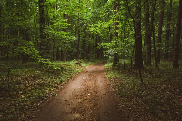 Markvägen Genom Grön Lövskog Utsikt Över Sommardagen — Stockfoto