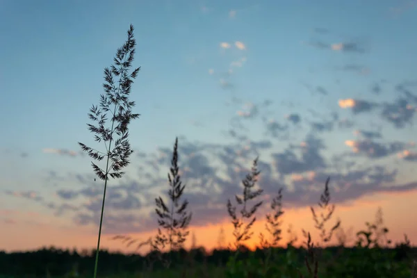 Herbe Haute Sauvage Pendant Coucher Soleil Vue Soir Été — Photo