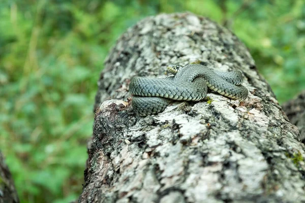 Rolled Natrix Natrix Φίδι Στον Κορμό Του Δέντρου Προβολή Κατά — Φωτογραφία Αρχείου