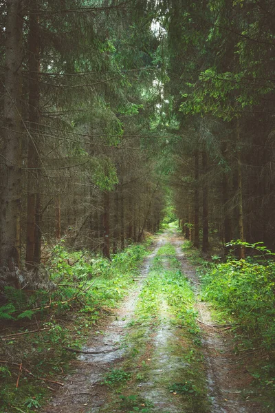 Grusväg Genom Mörk Barrskog Vertikal Ram — Stockfoto