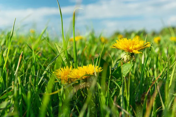 Gula Maskros Blommor Grönt Gräs Vår Solig Dag — Stockfoto