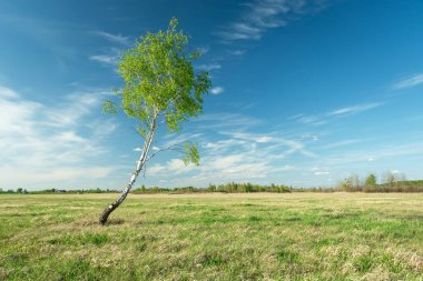 Çayırdaki huş ağacının kıvrımı ve mavi gökyüzü, güneşli bahar günü
