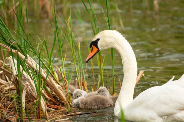 Cisne Adulto Com Pintos Flutuando Lago Vista Primavera — Fotografia de Stock
