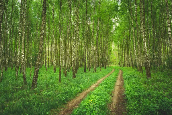 Smutsig Väg Genom Den Gröna Björkskogen Vårutsikt — Stockfoto